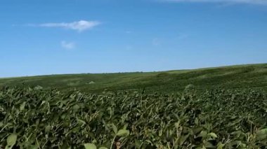 Sonsuz bir baklagil tarlası. Bezelye ve rüzgar. Hava hareketinin görselleştirilmesi.
