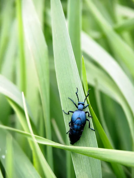 草の茎に甲虫が這うように張り付いています 動物界での登山の例 — ストック写真