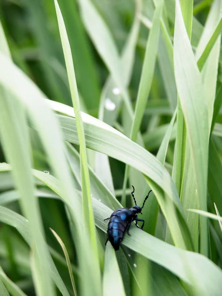 Concept Stag Beetle Climbs Stem Grass Drop Water Visible Left — Stock Photo, Image