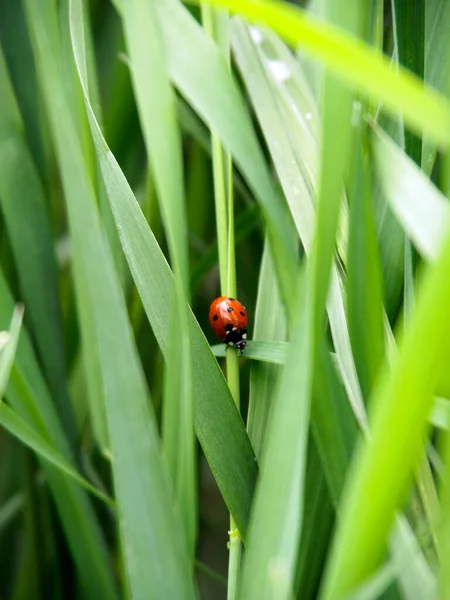 Concept Ladybug Crawling Stalk Grass Point Intersection Stems Freezes Choice — Stock Photo, Image