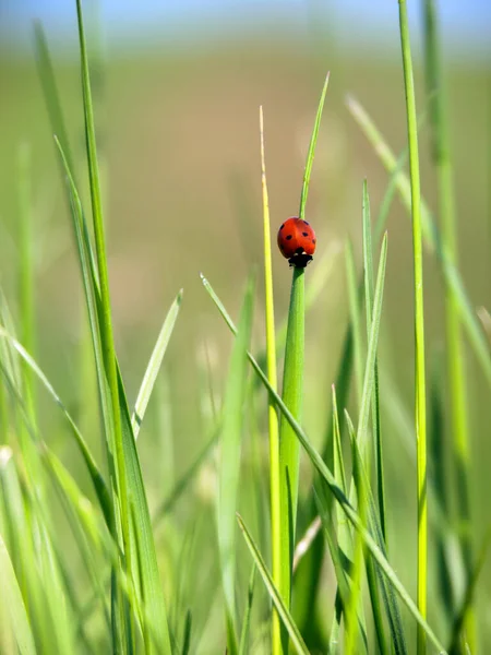 Ladybug Crawling Stalk Grass Example Mountaineering Animal Kingdom Descent — Stock Photo, Image