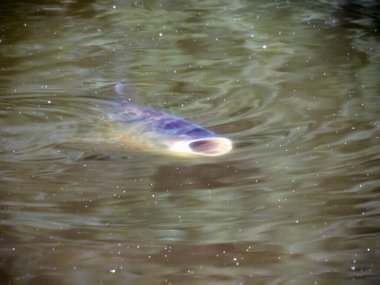 Kocaman bir balık ağzı açık şekilde suyun altında yüzer. Yanında sayısız baloncuk görünüyor..