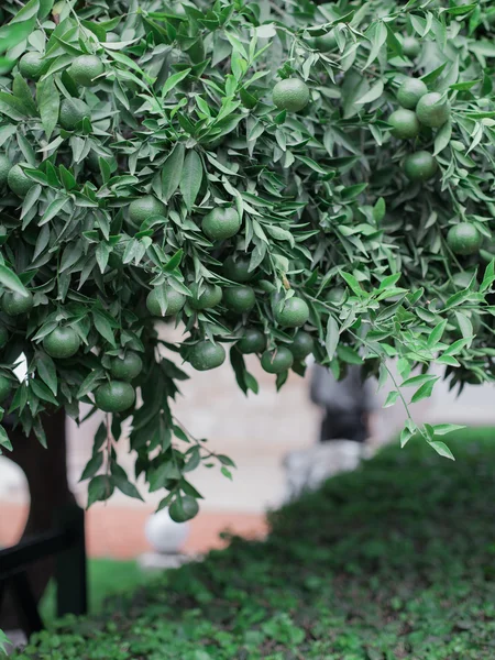 Green tangerine tree — Stock Photo, Image