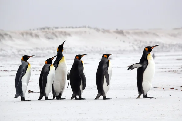 Пингвины Короли Маршируют Пляжу Добровольческой Точке Фолклендских Островах — стоковое фото