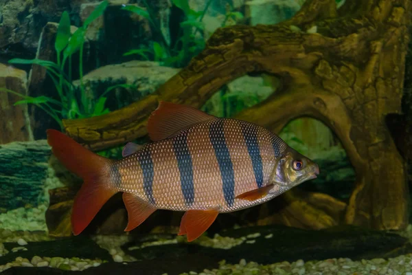 Distichodus Sexfasciatus flutua no aquário — Fotografia de Stock