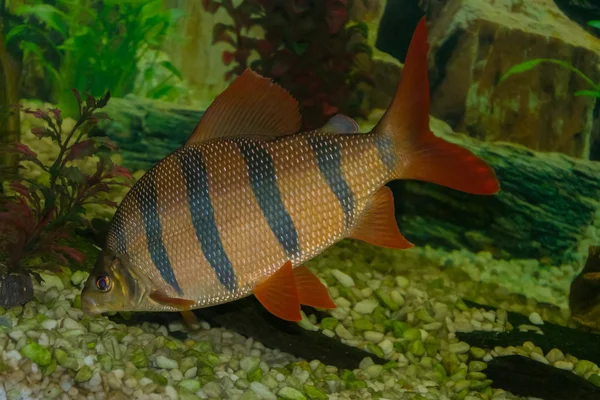 Distichodus Sexfasciatus floats in the aquarium — 图库照片