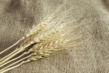 Spikelets buğday keten kumaş, dan, arka plan üzerinde tuval