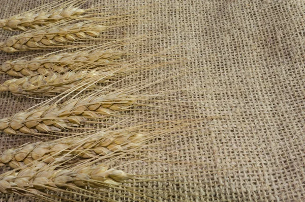 Espiguillas de trigo sobre tela de lino, fondo de, tela —  Fotos de Stock