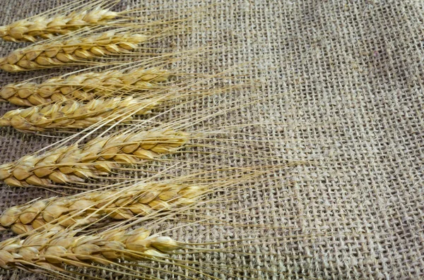 Orejas de trigo sobre lienzo de fondo, arpillera —  Fotos de Stock
