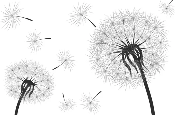 飛行タンポポの芽と黒のシルエット 白い背景のベクトルイラスト — ストックベクタ