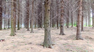 Eski Evergreen Ormanı, Çam Ağaçları Düzenli, İğnelerle Kaplanmış