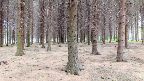 Eski Evergreen Ormanı, Çam Ağaçları Düzenli, İğnelerle Kaplanmış