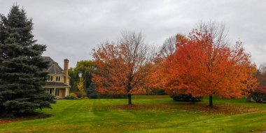 Bulutlu bir günde banliyöde yaprak döken ağaçlar