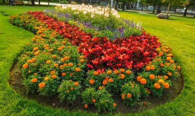 Halk parkında Çiçeklerin Canlı Renkleri