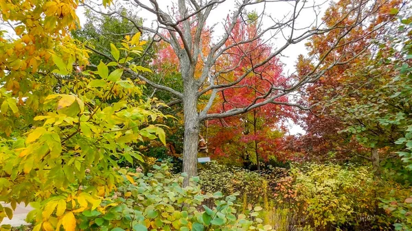 Leaves Change Color In Autumn, Morton Arboretum. Lisle IL USA