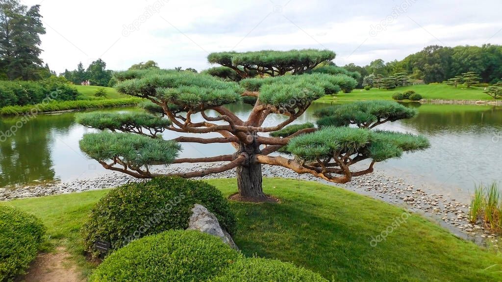 Unique Pruning Of A Pine Treetop, Lake On The Background, Botanic Garden, Chicago