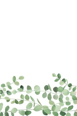 Suluboya sulu bitkilerle sınır peperomia yeşil şelale bitkisi