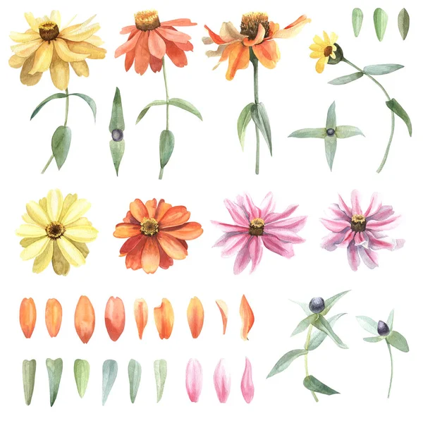 Set von Aquarell handgezeichneten Blumen Calendula und Blätter — Stockfoto