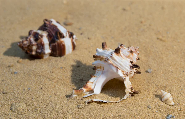 Kum üzerinde iki deniz kabuklarını