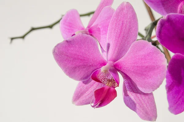 Pembe orkide çiçeği.