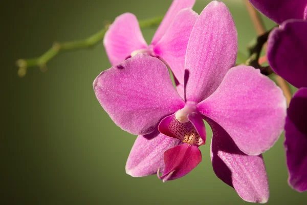 Pembe orkide çiçeği.