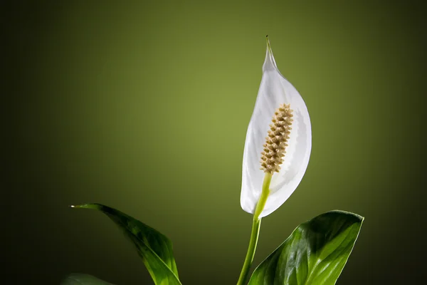 Beyaz çiçek spatifilyum