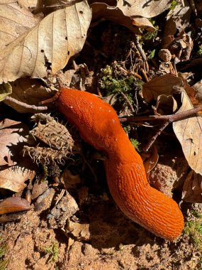 Sonbahar yaprakları arasında salyangoz