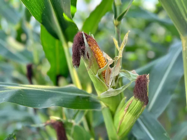 Mısır tarlasında mısır koçanları kapanıyor