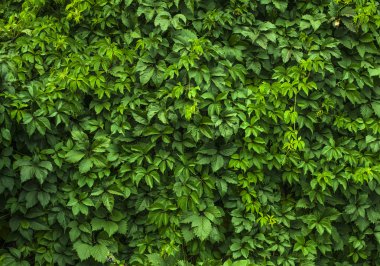 Yeşil yapraklarla kaplı duvar