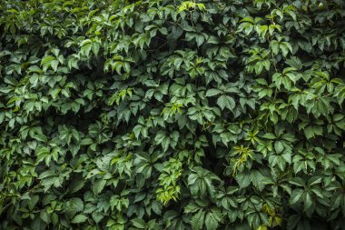 Yeşil yapraklarla kaplı duvar