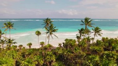 Meksika 'da temiz deniz suyuyla el değmemiş tropikal bir sahili süsleyen gür palmiye ağaçları..