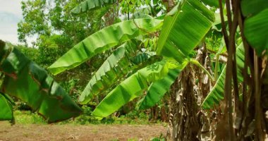 Bali Endonezya 'nın tropikal bir bölgesinde büyük yeşil yapraklı muz ağaçları.