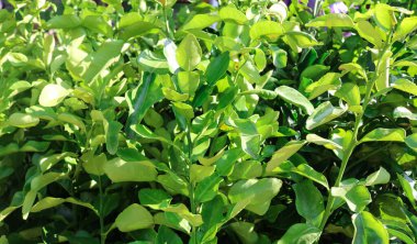 Kreşte satılık kalın yapraklı kaffir limon ağacı fideleri koleksiyonu. Kafir kireç ağacına odaklan.