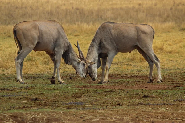 Eland kilitleme boynuzları bulls — Stok fotoğraf