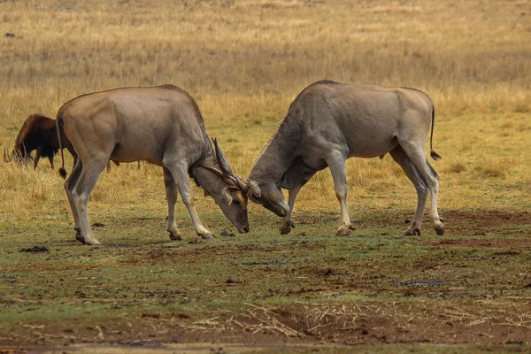 Eland kilitleme boynuzları bulls — Stok fotoğraf