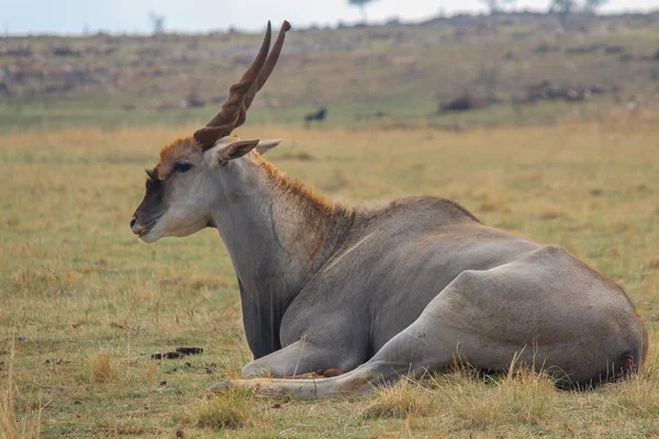 Yerde yatan eland boğa — Stok fotoğraf