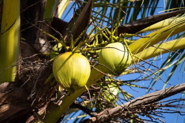Coconuts in coconut trees in El Cuyo, an idyllic fishing village with beautiful beaches on Mexico's Yucatan Peninsula.