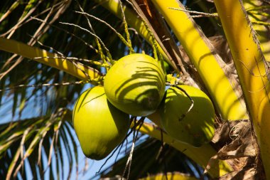 Coconuts in coconut trees in El Cuyo, an idyllic fishing village with beautiful beaches on Mexico's Yucatan Peninsula.