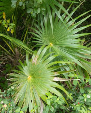 Palm leaves in El Cuyo, an idyllic fishing village with beautiful beaches on Mexico's Yucatan Peninsula.