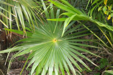 Palm leaves in El Cuyo, an idyllic fishing village with beautiful beaches on Mexico's Yucatan Peninsula.