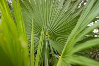 Palm leaves in El Cuyo, an idyllic fishing village with beautiful beaches on Mexico's Yucatan Peninsula.