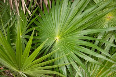 Palm leaves in El Cuyo, an idyllic fishing village with beautiful beaches on Mexico's Yucatan Peninsula.