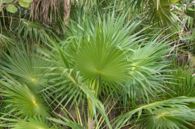 Palm leaves in El Cuyo, an idyllic fishing village with beautiful beaches on Mexico's Yucatan Peninsula.