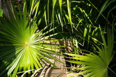 Palm leaves in El Cuyo, an idyllic fishing village with beautiful beaches on Mexico's Yucatan Peninsula.