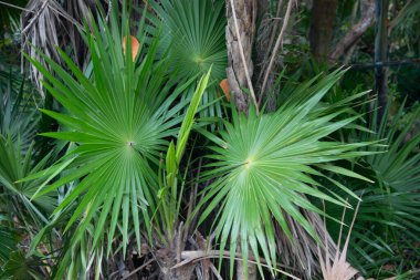 Palm leaves in El Cuyo, an idyllic fishing village with beautiful beaches on Mexico's Yucatan Peninsula.