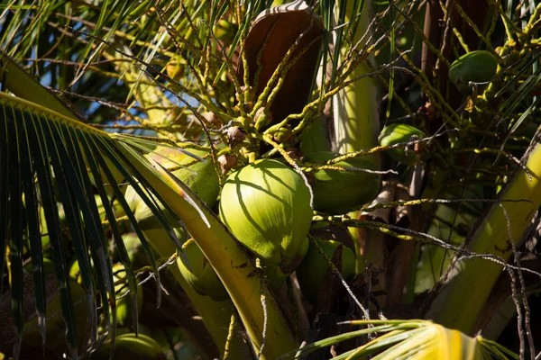 Coconuts in coconut trees in El Cuyo, an idyllic fishing village with beautiful beaches on Mexico's Yucatan Peninsula.