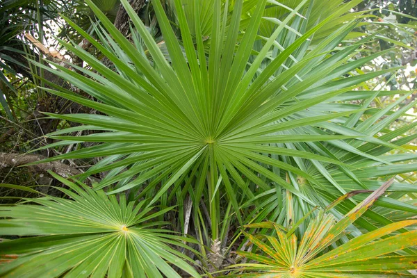 Palm leaves in El Cuyo, an idyllic fishing village with beautiful beaches on Mexico's Yucatan Peninsula.