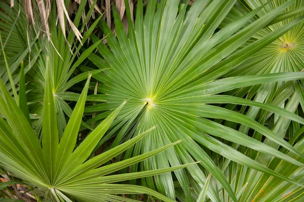Palm leaves in El Cuyo, an idyllic fishing village with beautiful beaches on Mexico's Yucatan Peninsula.
