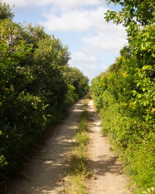 Nature trails for ATV tours in Ro Lagartos on Mexico's Yucatan Peninsula.