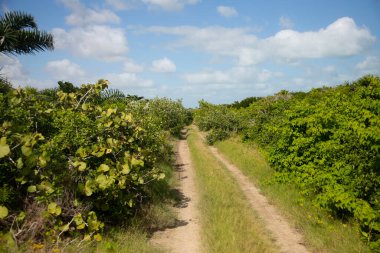 Nature trails for ATV tours in Ro Lagartos on Mexico's Yucatan Peninsula.